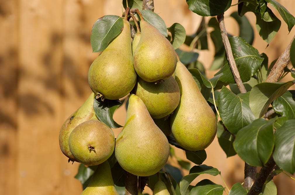 15 Types of Pear Trees (with Pictures)