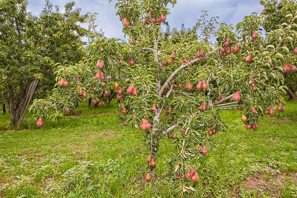 15 Types of Pear Trees (with Pictures)
