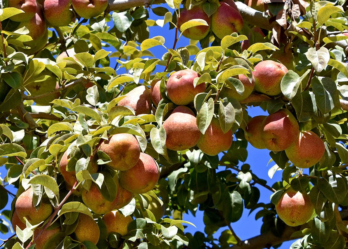 15 Types of Pear Trees (with Pictures)