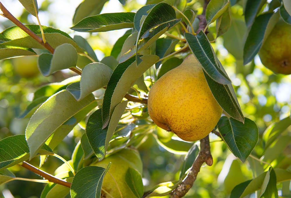 15 Types of Pear Trees (with Pictures)
