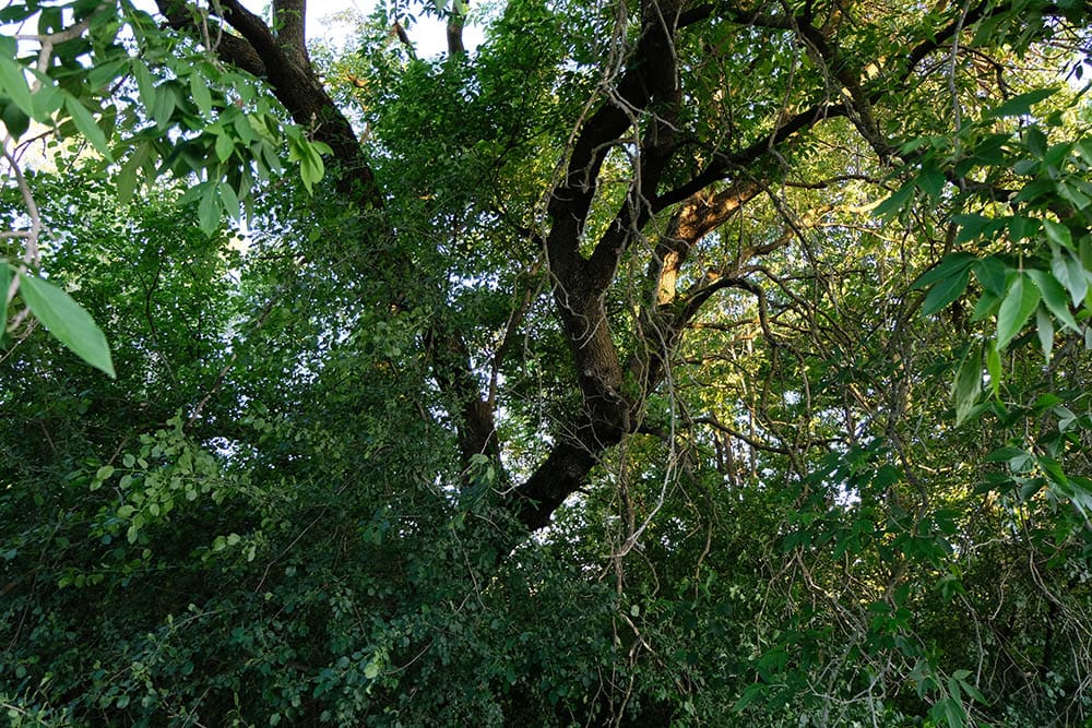 15 Types of Ash Trees (with Pictures)