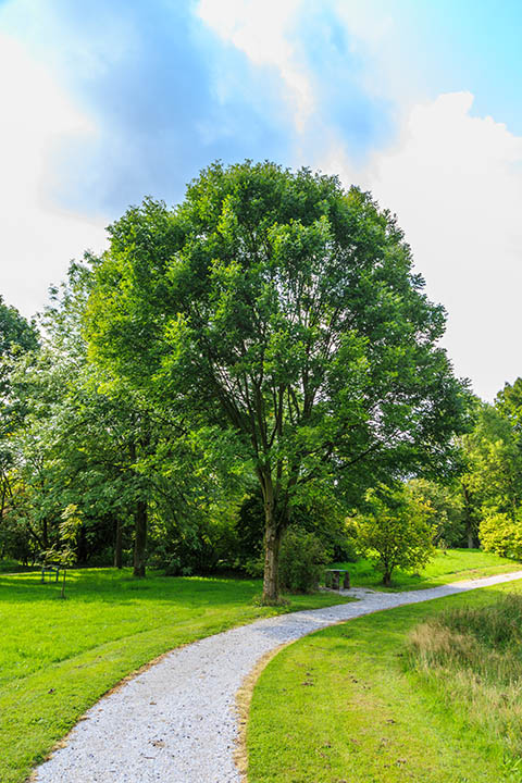 15 Types of Ash Trees (with Pictures)