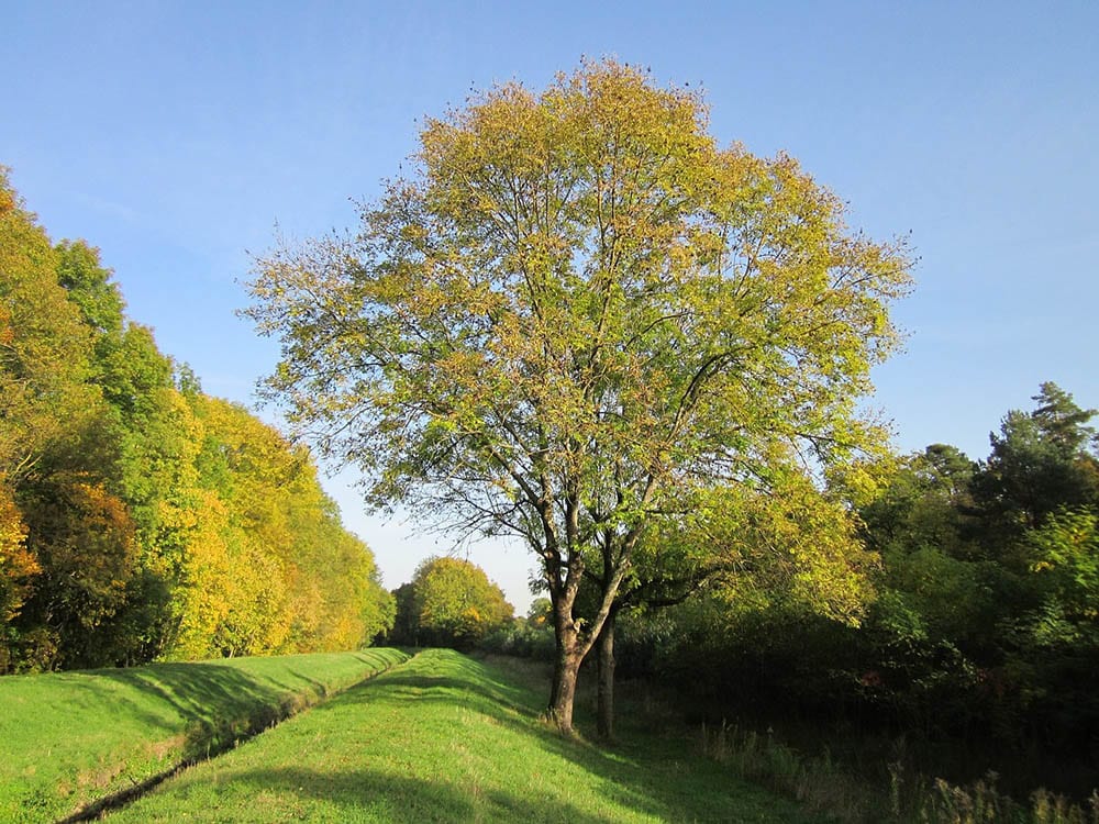 15 Types of Ash Trees (with Pictures)