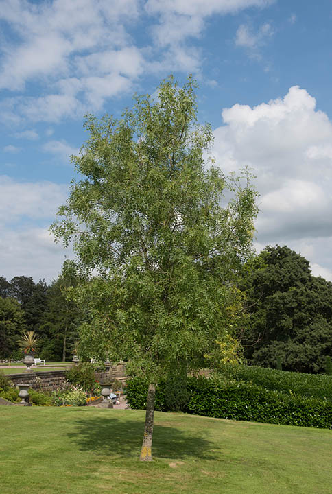 15 Types of Ash Trees (with Pictures)
