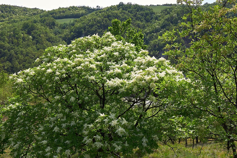 15 Types of Ash Trees (with Pictures)