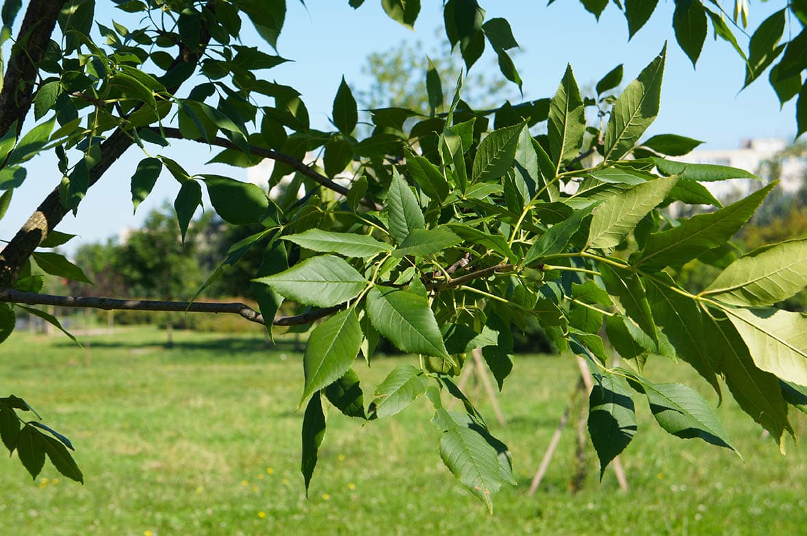15 Types of Ash Trees (with Pictures)