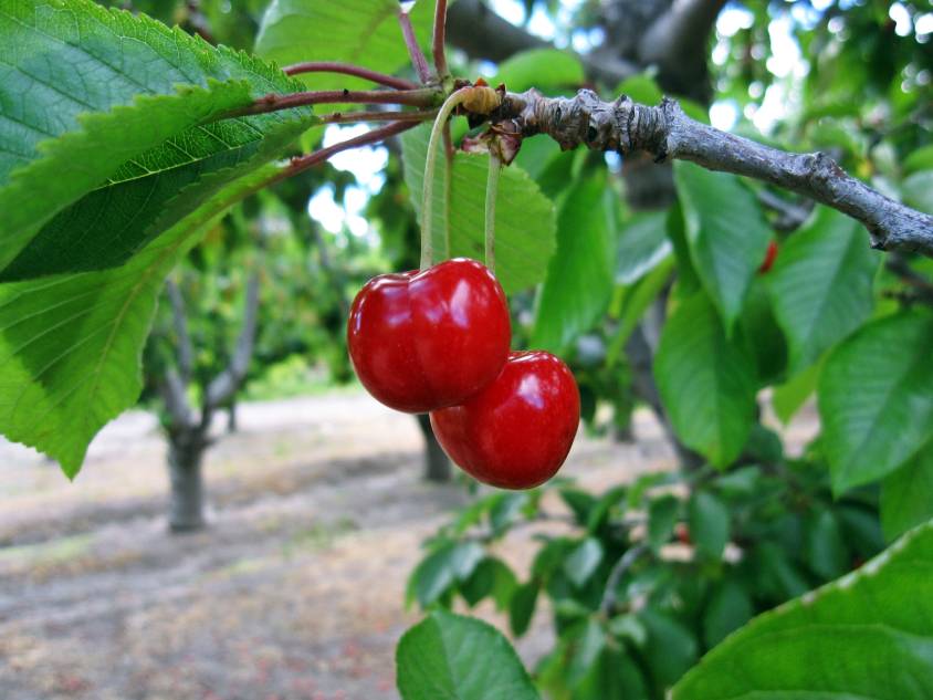 23 Different Types of Cherry Trees