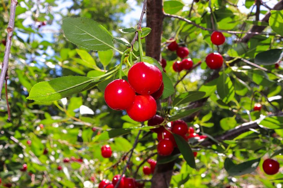 23 Different Types of Cherry Trees