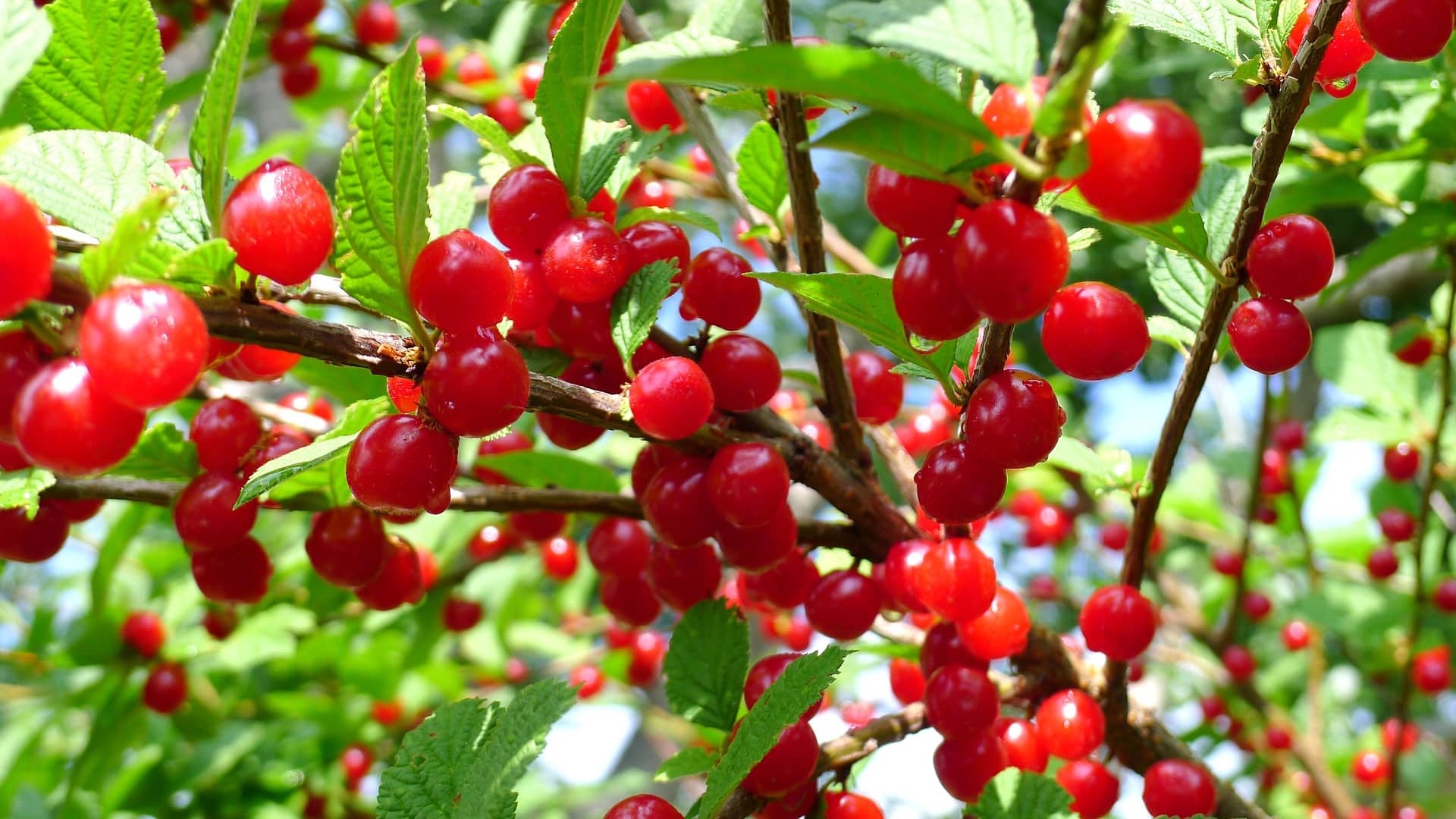 23 Different Types of Cherry Trees