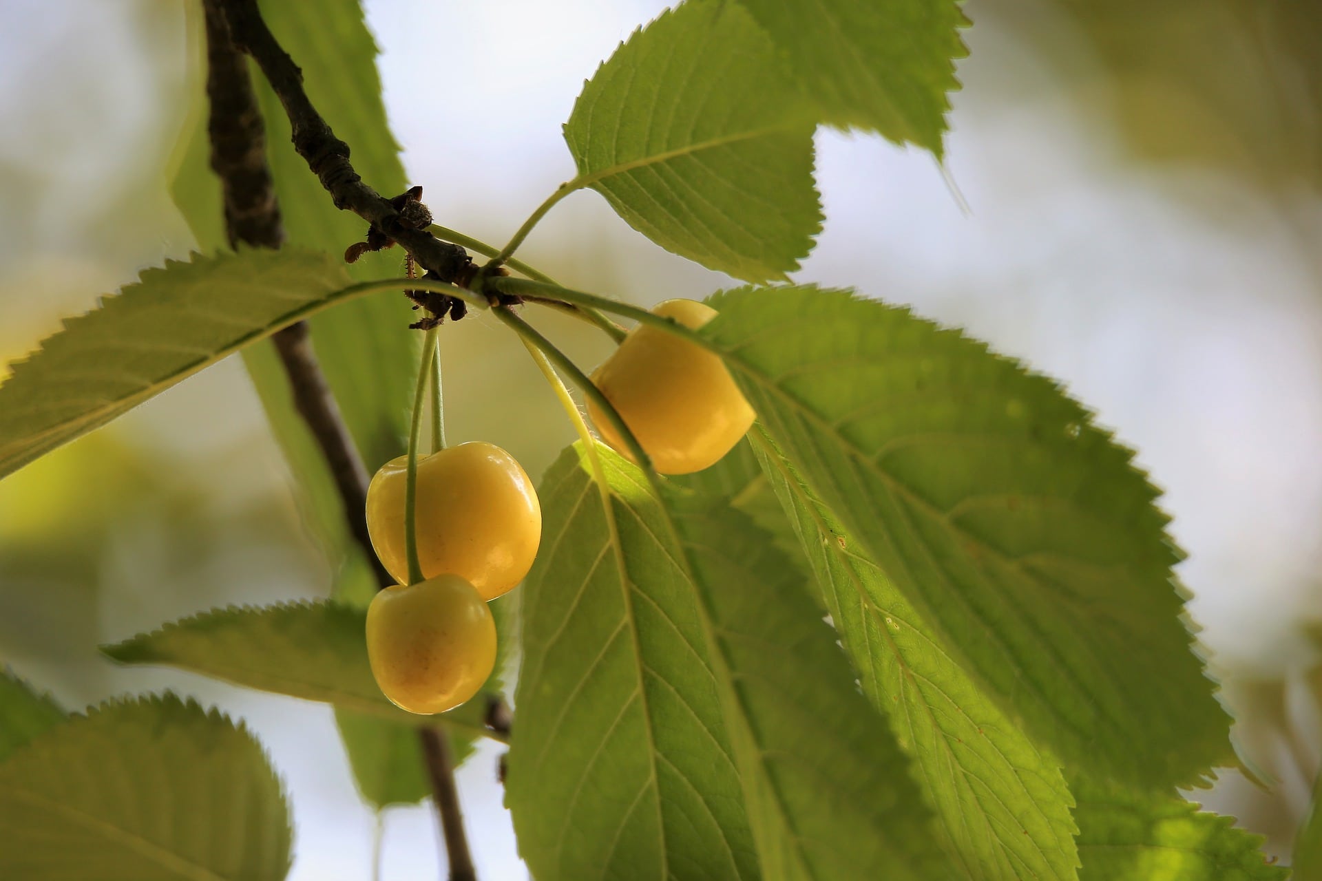 23 Different Types of Cherry Trees