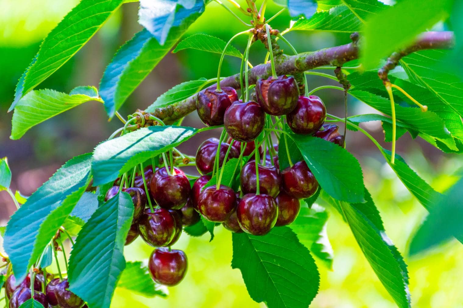 23 Different Types of Cherry Trees