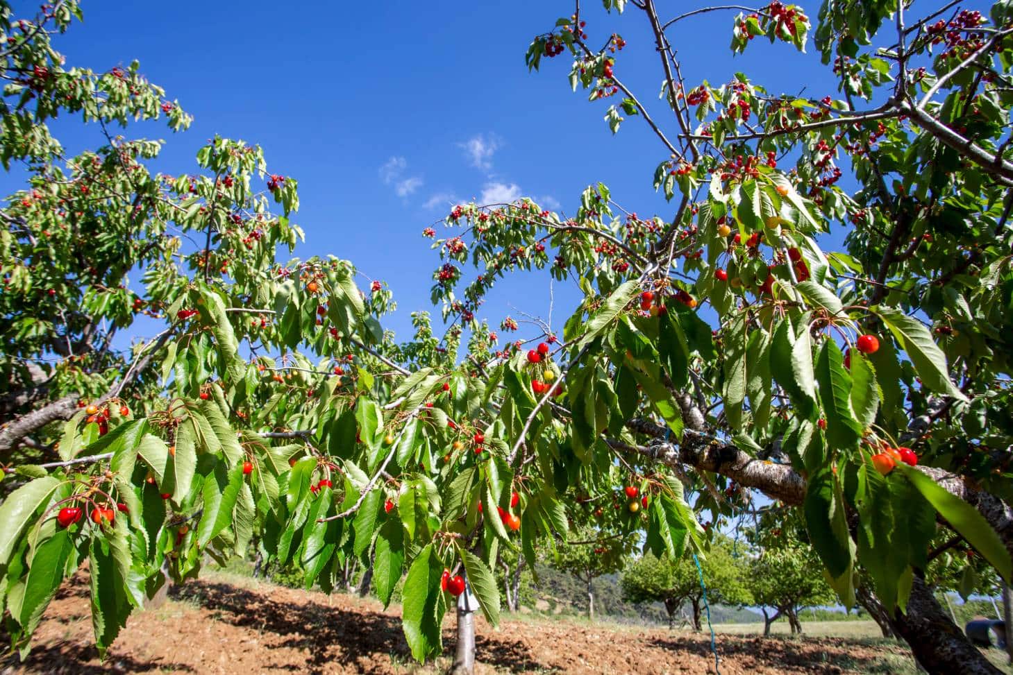 23 Different Types of Cherry Trees