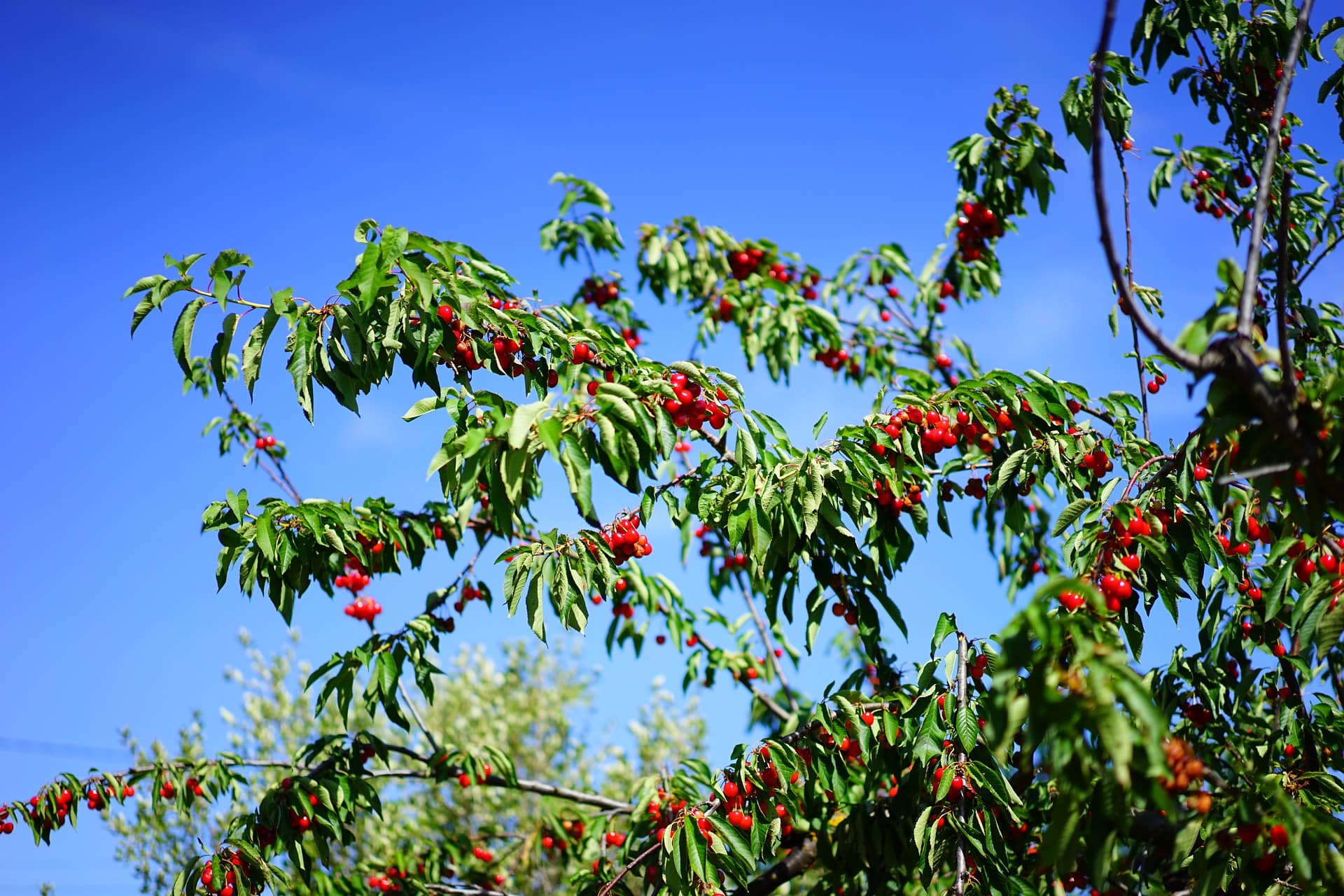 23 Different Types of Cherry Trees