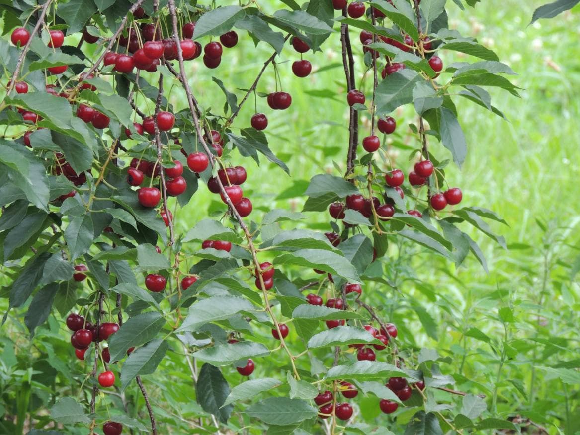 23 Different Types of Cherry Trees