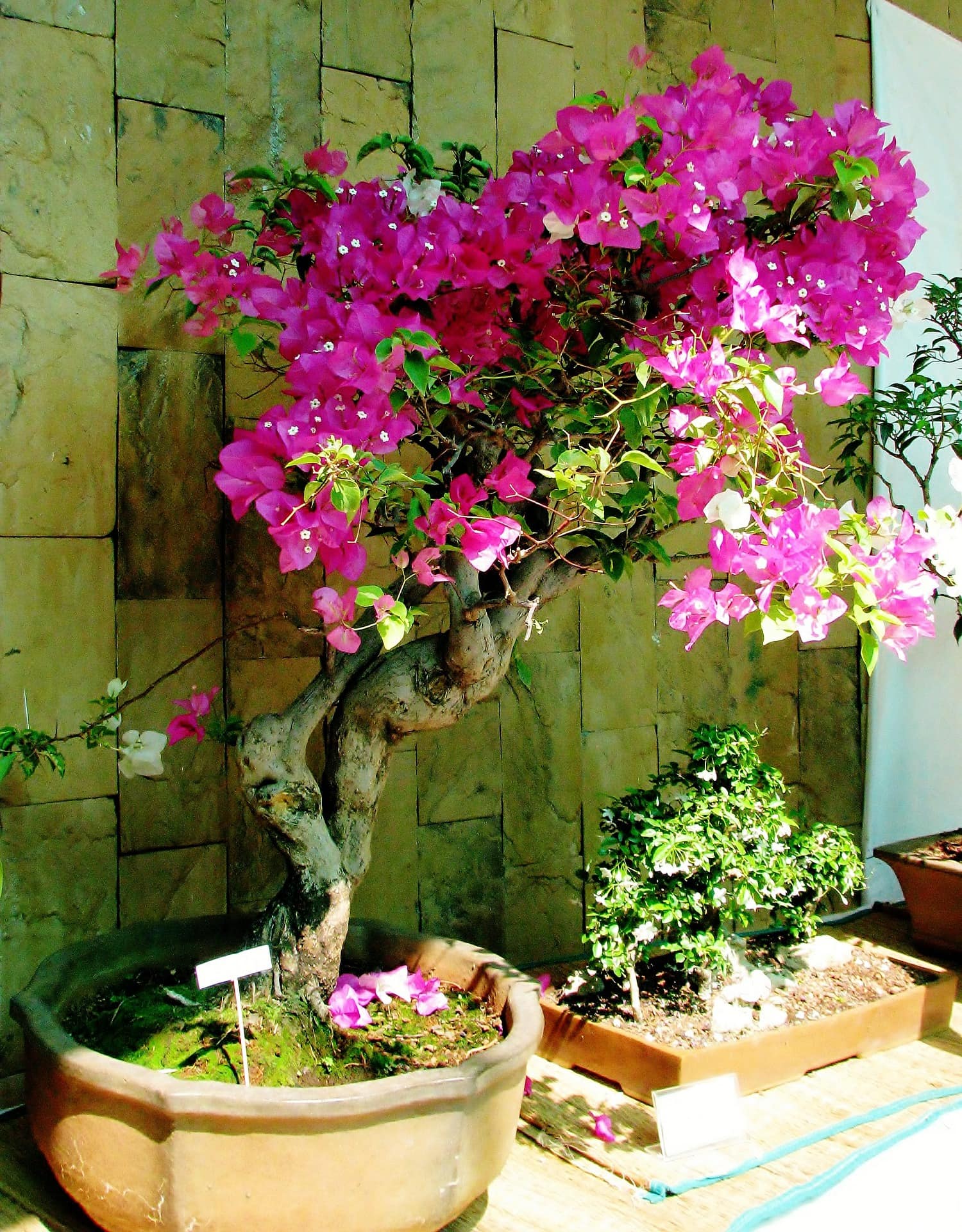 13 Different Types of Bonsai Trees