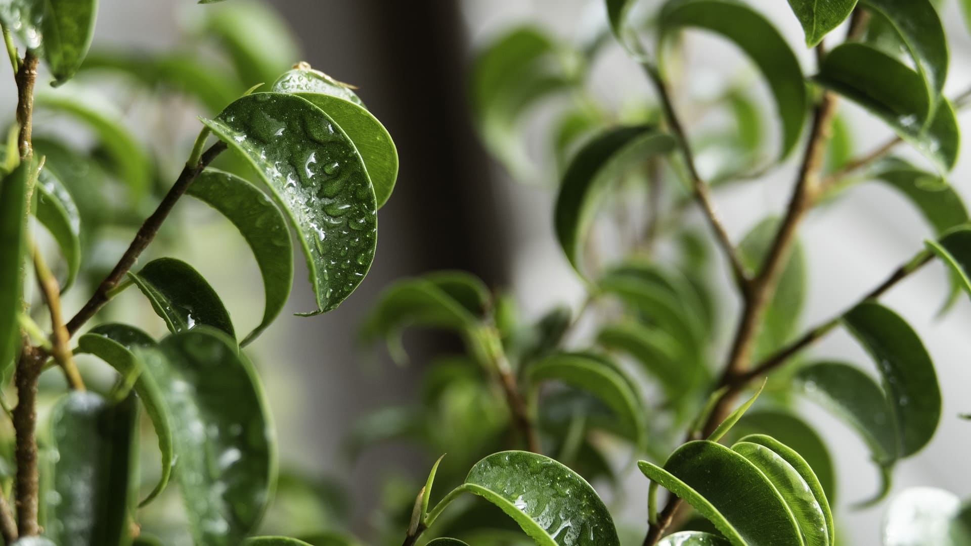 13 Different Types of Bonsai Trees