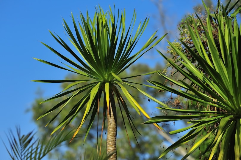 17 Different Types of Indoor Palm Trees