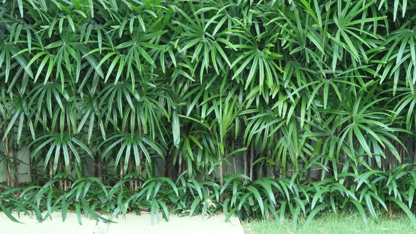 17 Different Types of Indoor Palm Trees