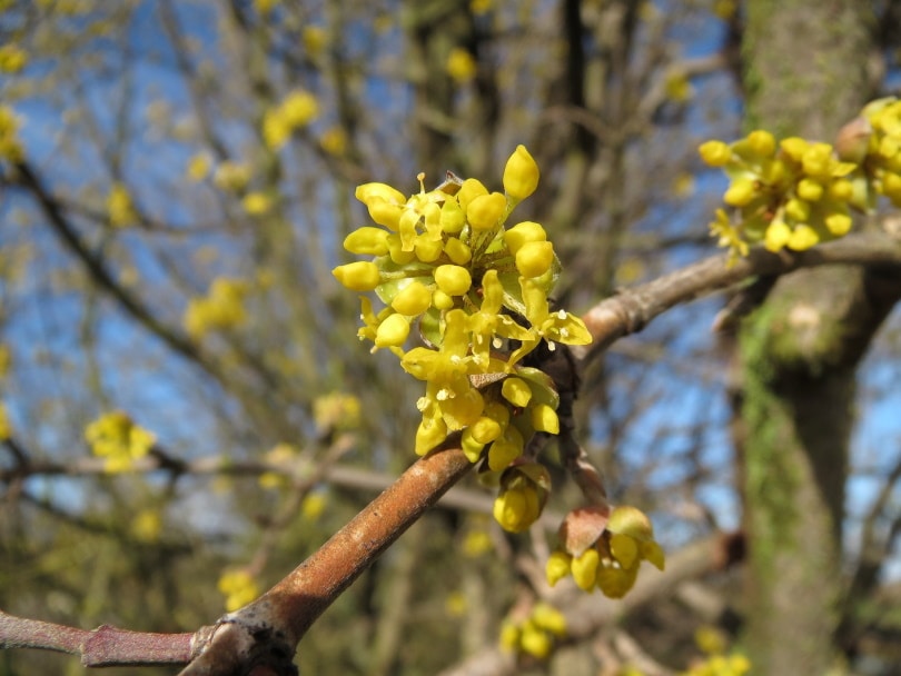 13 Different Types Of Dogwood Trees