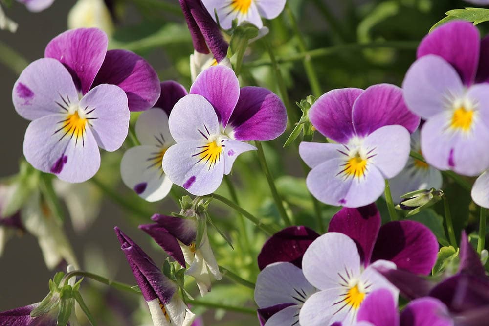 20 Types of Spring Flowers (with Pictures)