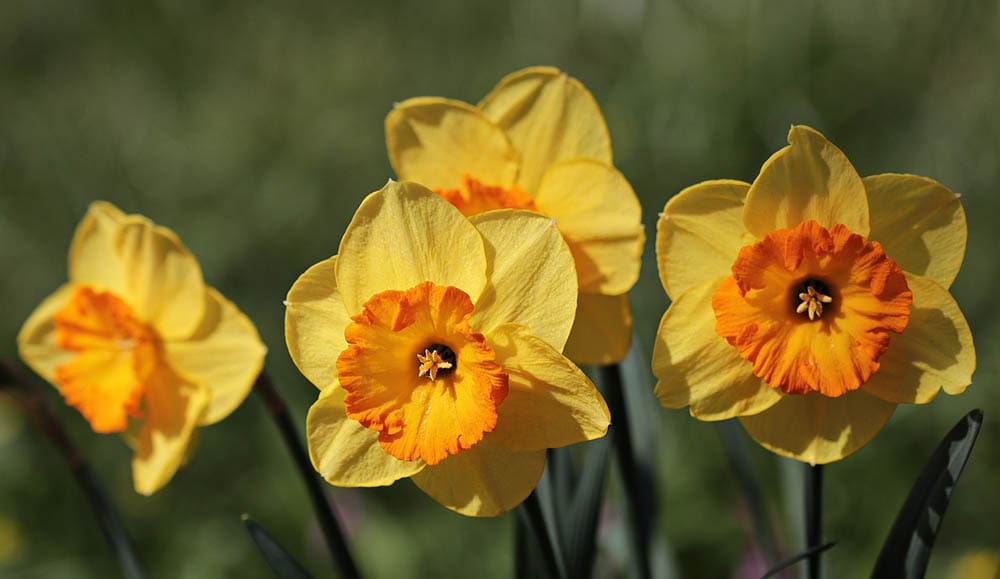 20 Types of Spring Flowers (with Pictures)