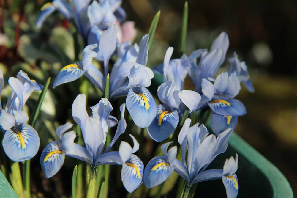 20 Types of Spring Flowers (with Pictures)
