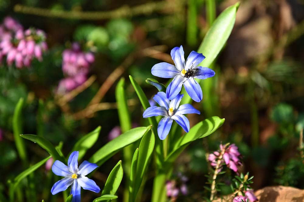 20 Types of Spring Flowers (with Pictures)