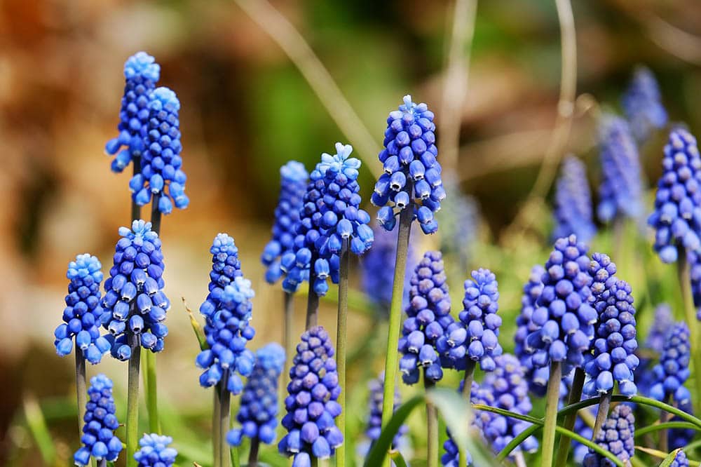 20 Types of Spring Flowers (with Pictures)