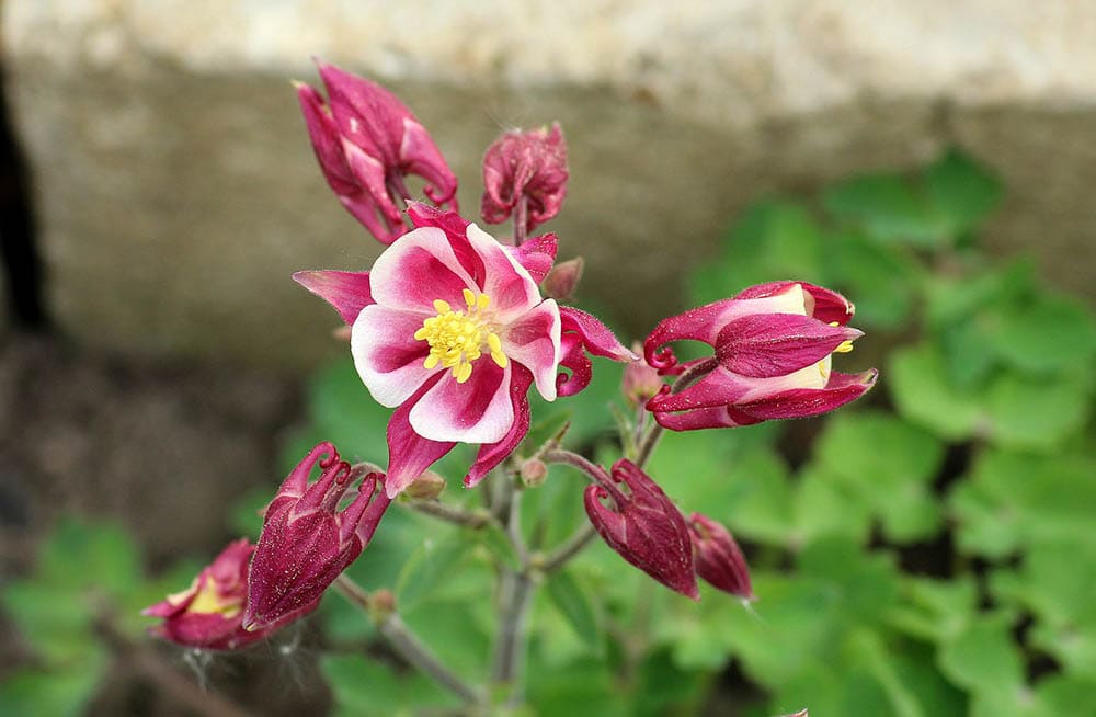 20 Types of Spring Flowers (with Pictures)