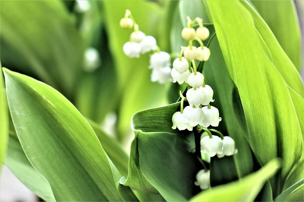 20 Types of Spring Flowers (with Pictures)