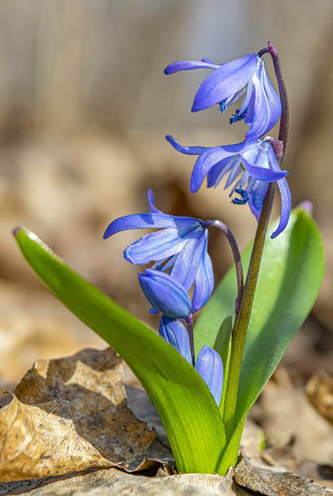 20 Types of Spring Flowers (with Pictures)
