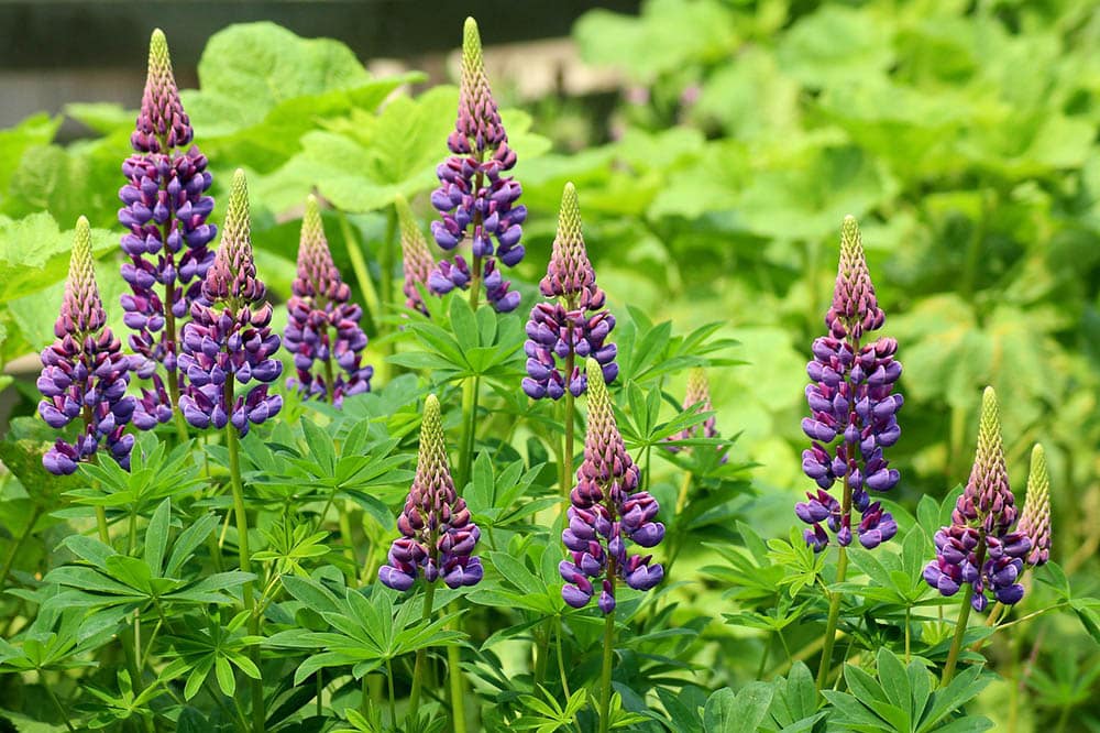 20 Types of Spring Flowers (with Pictures)
