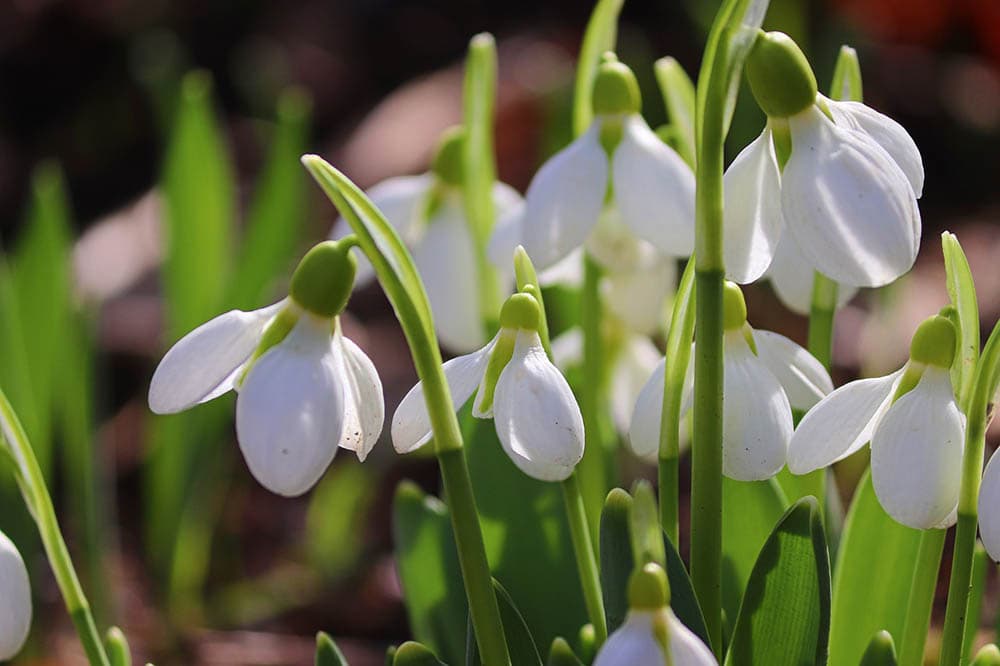 20 Types of Spring Flowers (with Pictures)