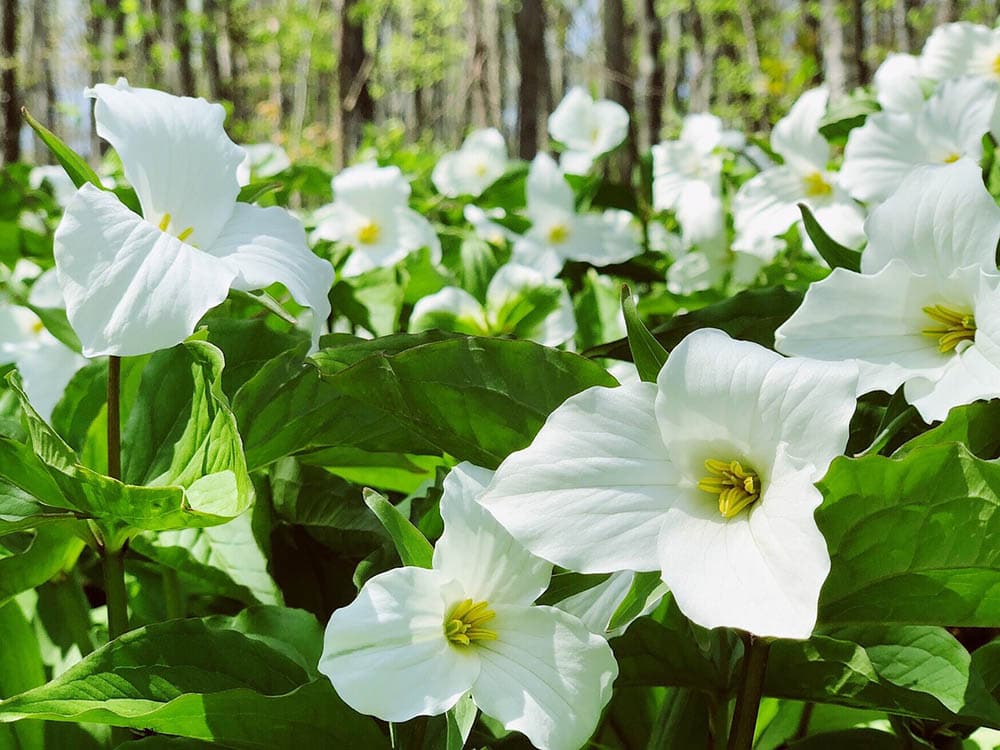 20 Types of Spring Flowers (with Pictures)