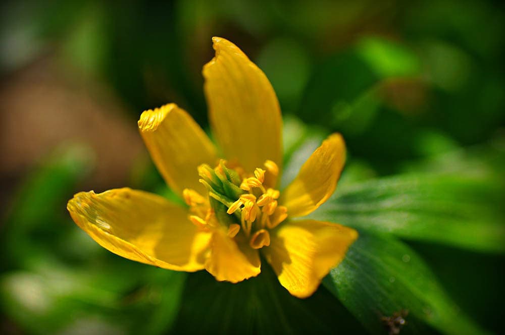 20 Types of Spring Flowers (with Pictures)