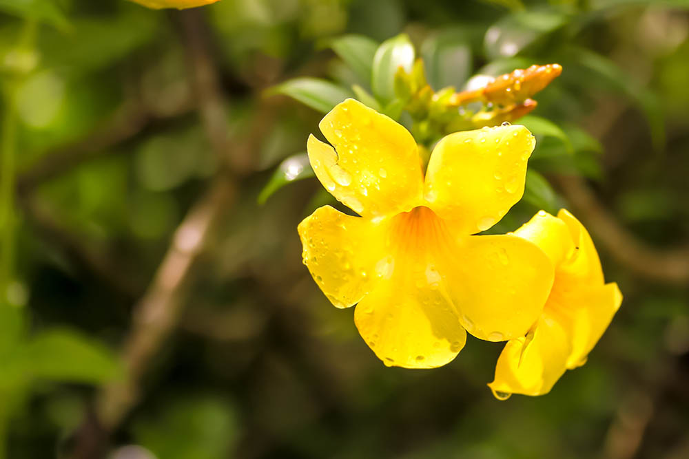 20 Types of Spring Flowers (with Pictures)