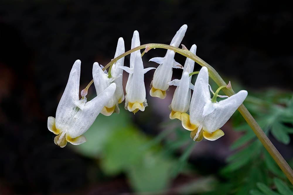 20 Types of Spring Flowers (with Pictures)