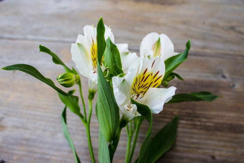 50 Types of White Flowers (with Pictures)