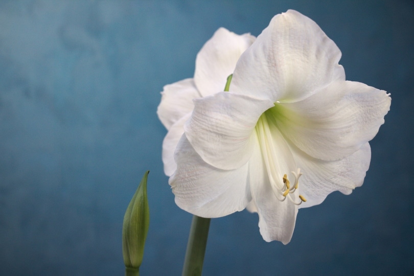 50 Types of White Flowers (with Pictures)