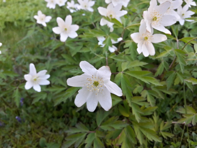 50 Types of White Flowers (with Pictures)