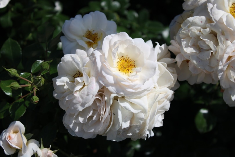 50 Types of White Flowers (with Pictures)
