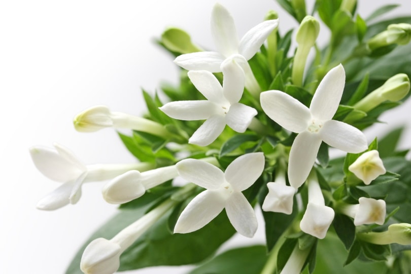 50 Types of White Flowers (with Pictures)
