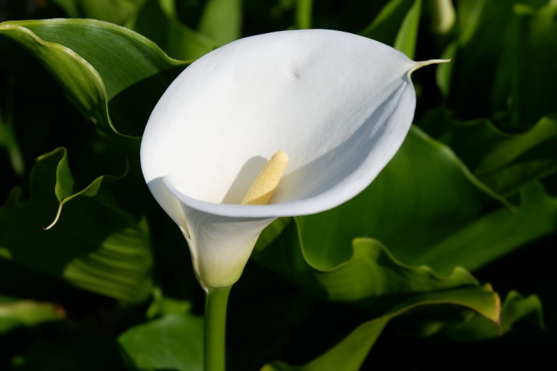 50 Types of White Flowers (with Pictures)