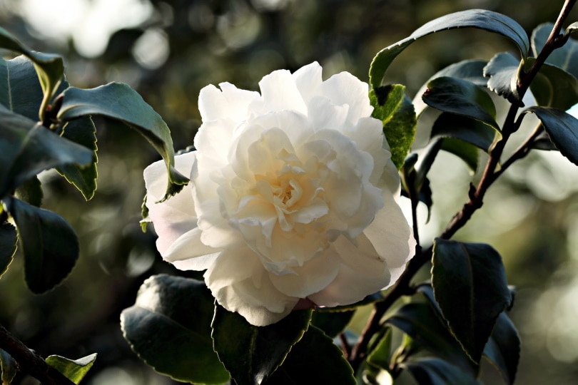 50 Types of White Flowers (with Pictures)