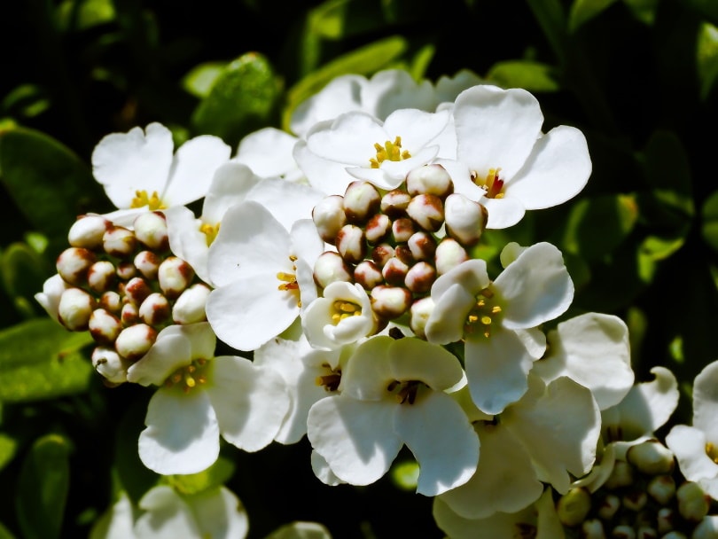 50 Types of White Flowers (with Pictures)