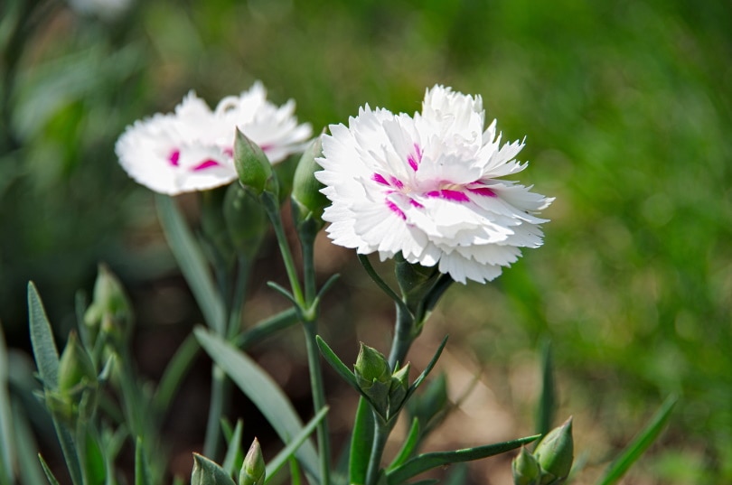 50 Types of White Flowers (with Pictures)