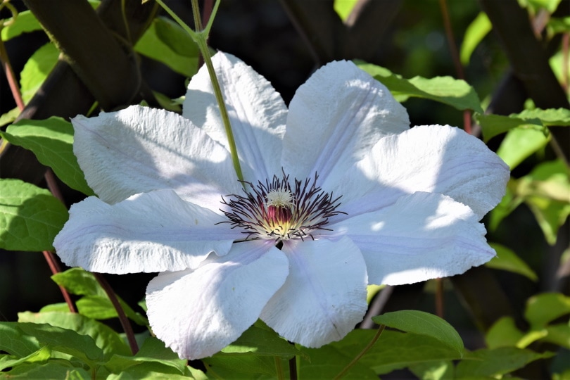 50 Types of White Flowers (with Pictures)