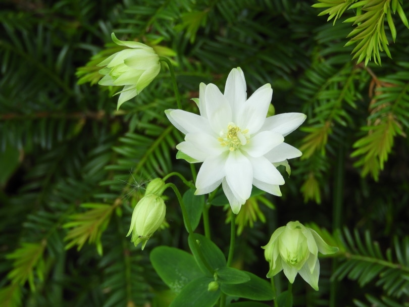 50 Types of White Flowers (with Pictures)