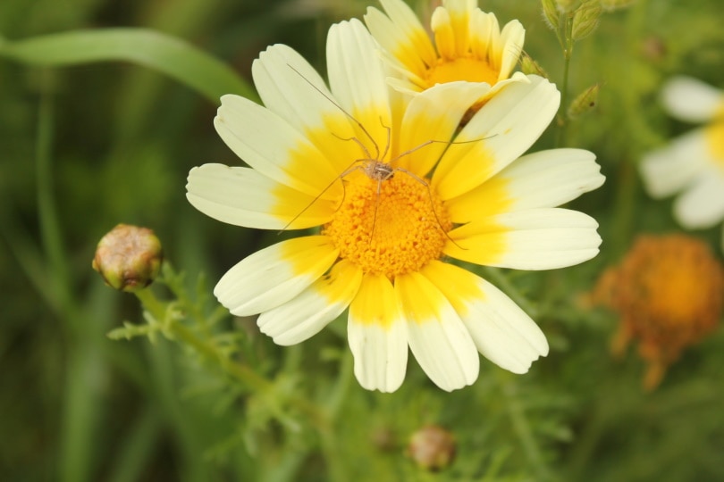 50 Types of White Flowers (with Pictures)