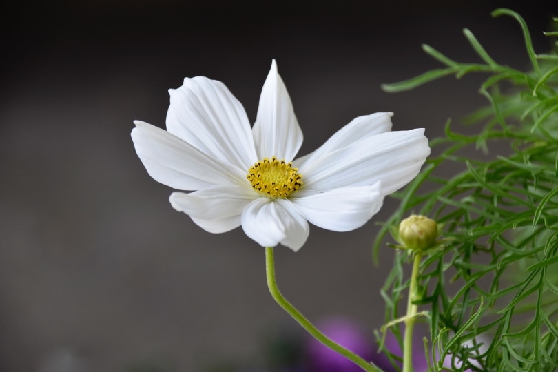 50 Types of White Flowers (with Pictures)